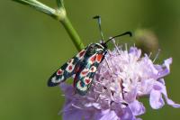 Zygaena occitanica