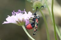 Zygaena occitanica