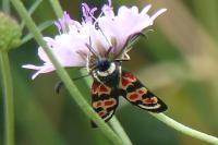 Zygaena occitanica