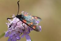 Zygaena filipendulae