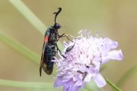 Zygaena filipendulae