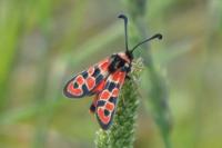 Zygaena fausta