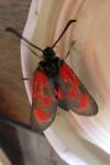 Zygaena loti