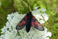 Zygaena trifolii