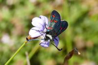 Zygaena lavandulae