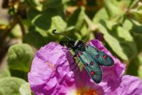 Zygaena lavandulae