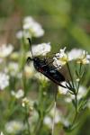 Zygaena filipendulae