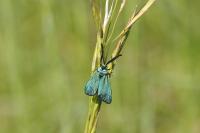 Adscita mannii
