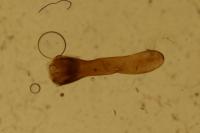 Adscita mannii