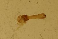 Adscita mannii