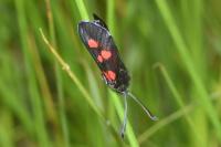 Zygaena trifolii