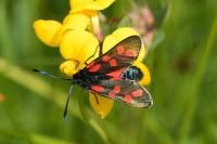 Zygaena filipendulae