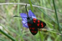 Zygaena filipendulae