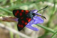 Zygaena filipendulae