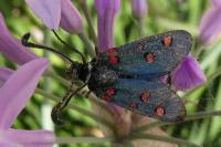 Zygaena lavandulae