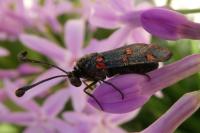 Zygaena lavandulae