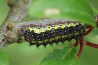Aglaope infausta
