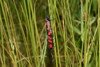 Zygaena filipendulae