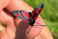 Zygaena trifolii