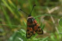 Zygaena fausta