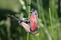 Zygaena loti