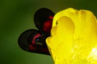Zygaena trifolii