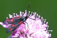 Zygaena trifolii