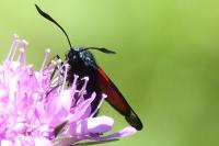 Zygaena trifolii
