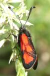 Zygaena loti