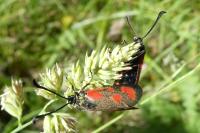 Zygaena loti