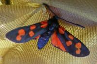 Zygaena transalpina