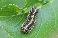 Aglaope infausta