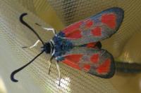 Zygaena loti