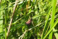 Zygaena romeo