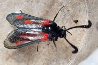 Zygaena sarpedon