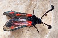 Zygaena sarpedon