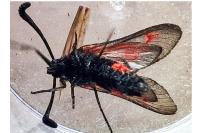 Zygaena sarpedon