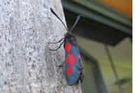 Zygaena trifolii