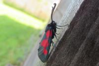 Zygaena trifolii