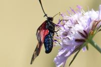 Zygaena filipendulae