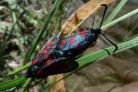 Zygaena filipendulae