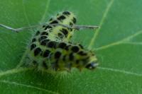 Zygaena