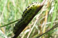 Zygaena