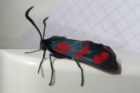 Zygaena filipendulae
