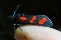Zygaena filipendulae
