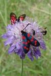 Zygaena filipendulae