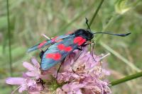 Zygaena filipendulae