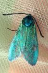 Adscita mannii