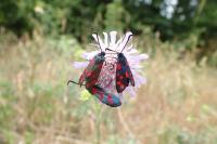 Zygaena filipendulae