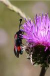 Zygaena sarpedon